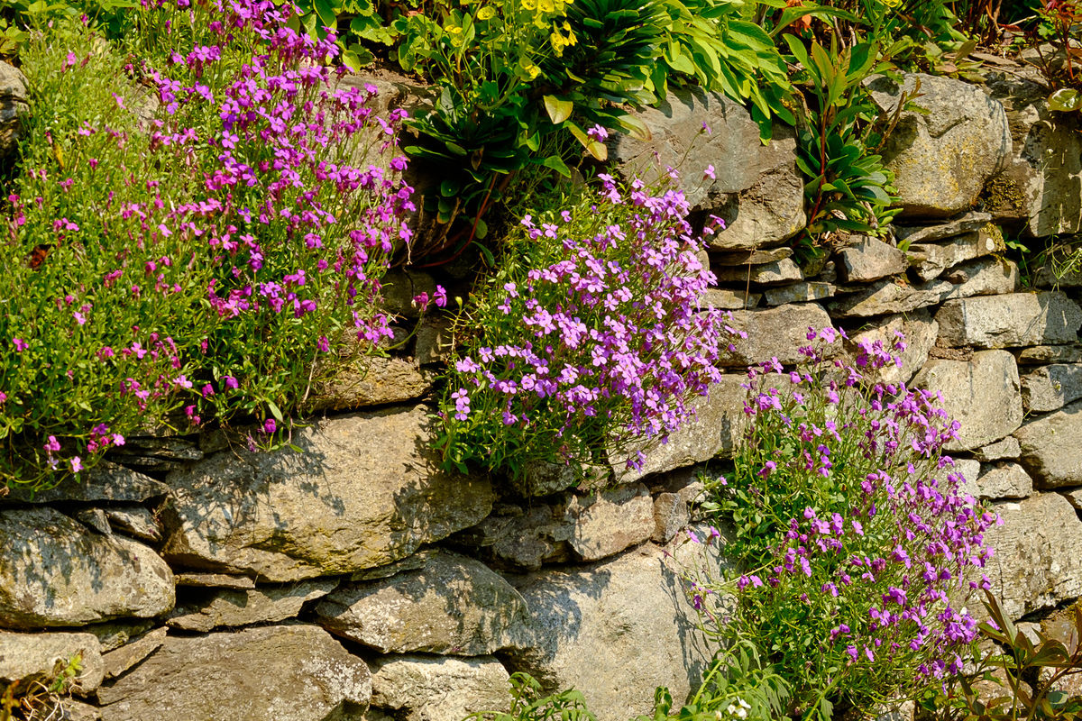 Mill of Forneth, rock garden plants on stone wall