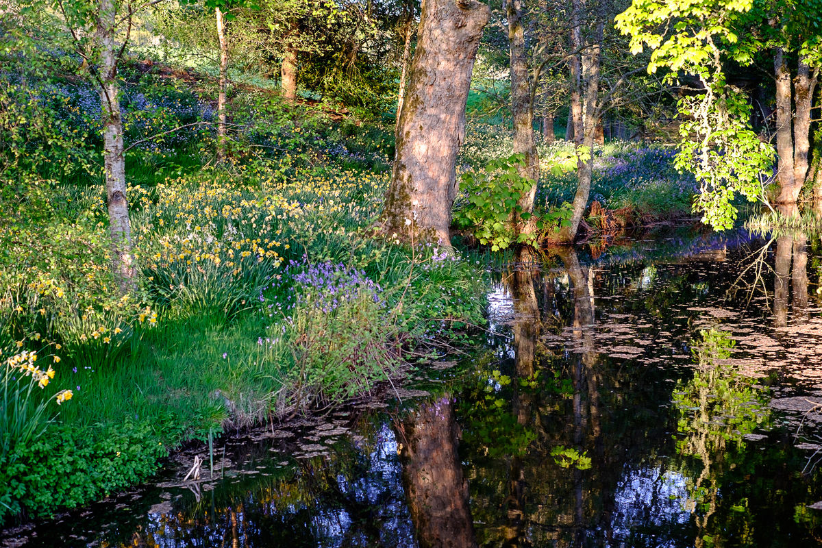 Mill of Forneth, mill pond with daffodils