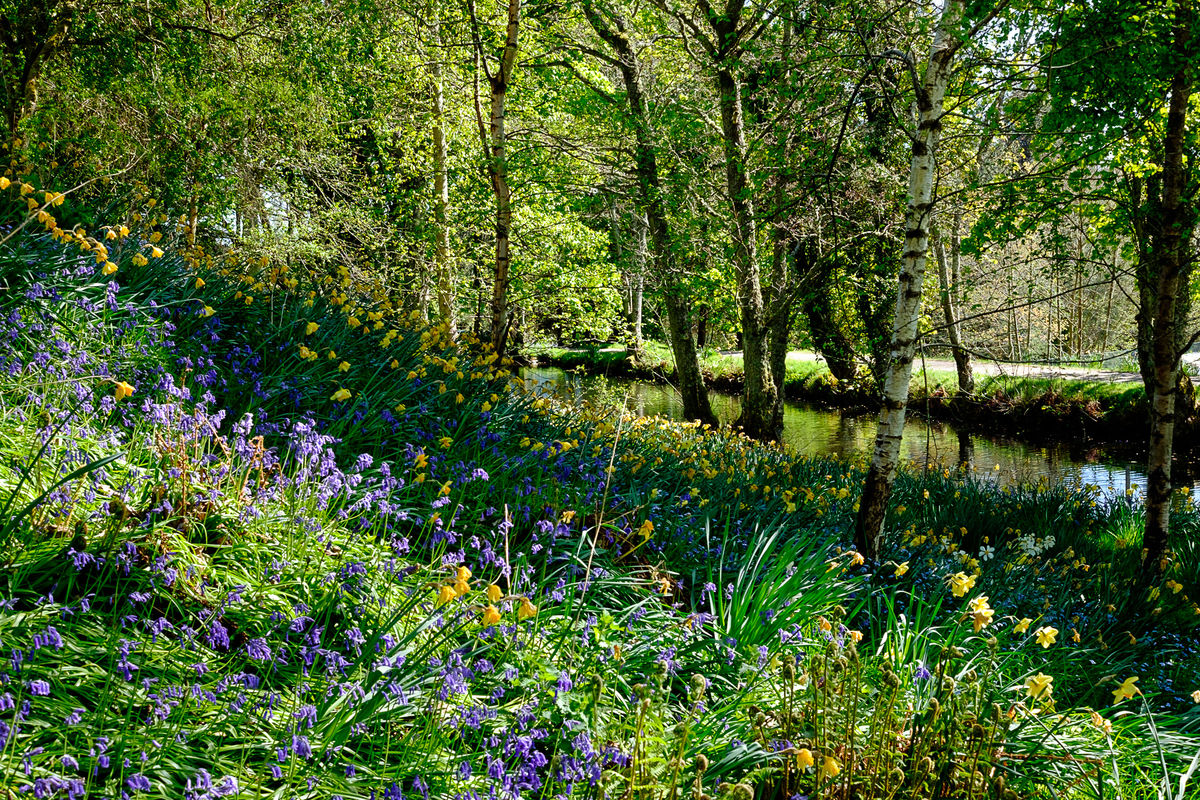 Mill of Forneth bluebells and daffodils