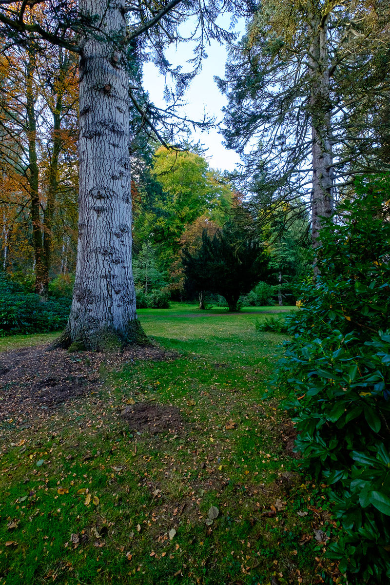 Glenericht House Arboretum woodland walk