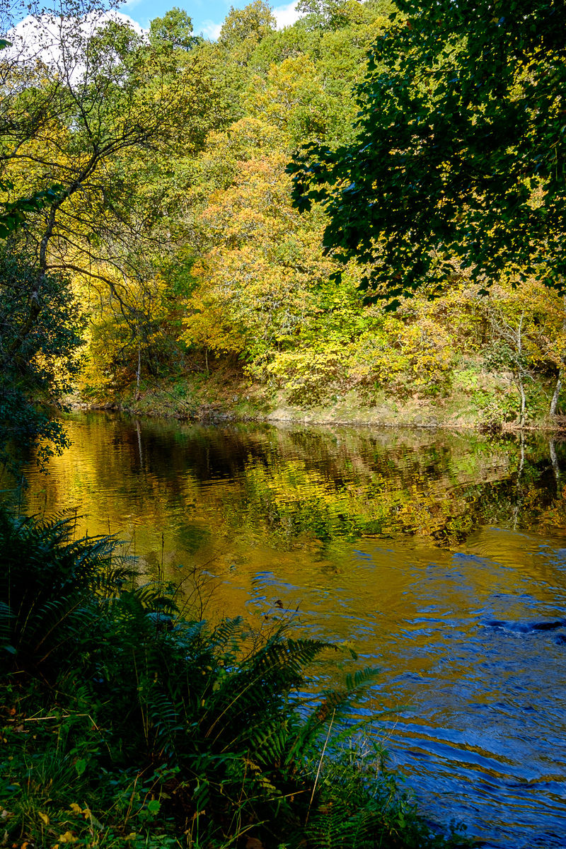 Glenericht House Arboretum river reflections