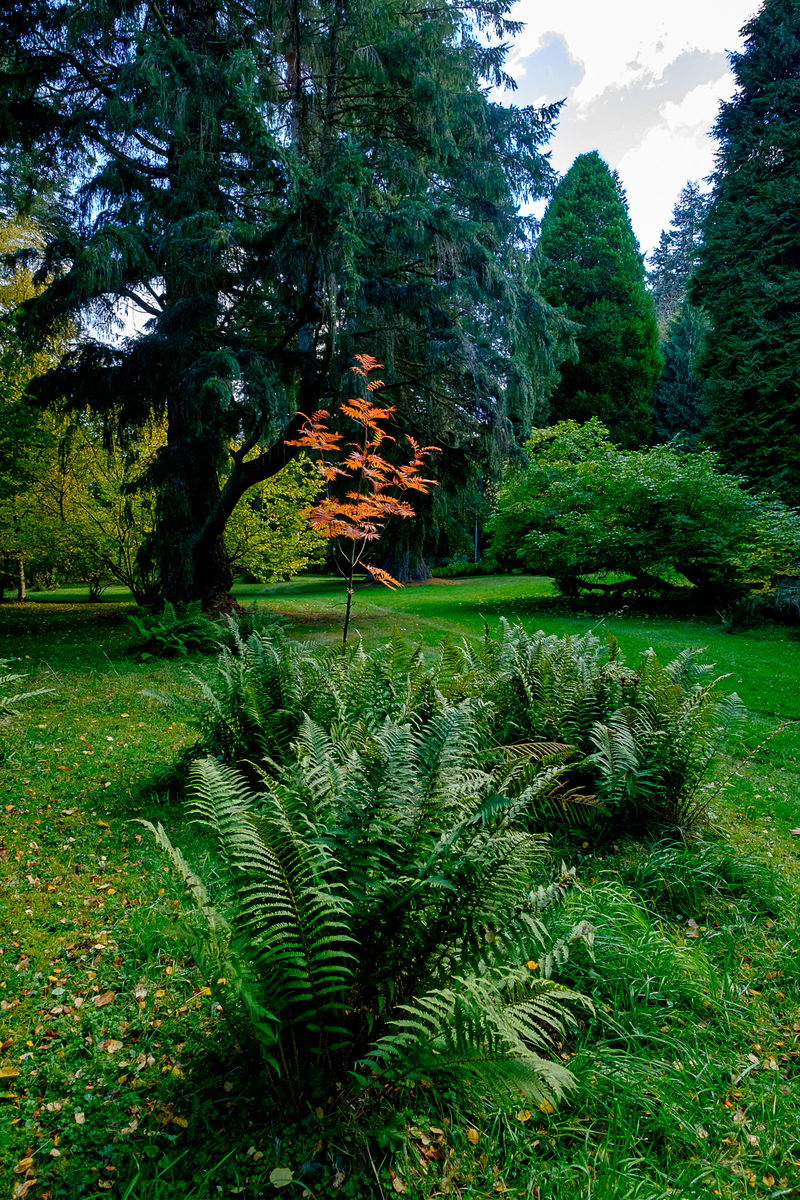 Glenericht House Arboretum sapling with mature trees