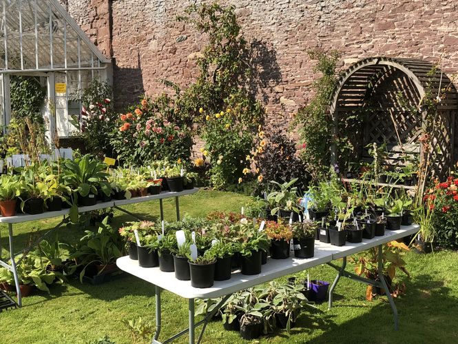 Angus Plant Sale