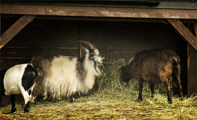 Pygmy Goats at Clover Park - Photo by David Blatchford 