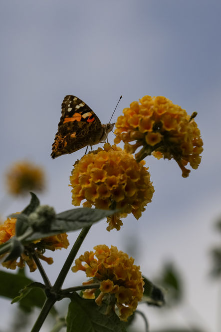 Craigintinney Telferton Allotments