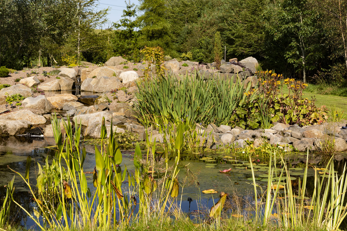 Burnside,wildlife pond