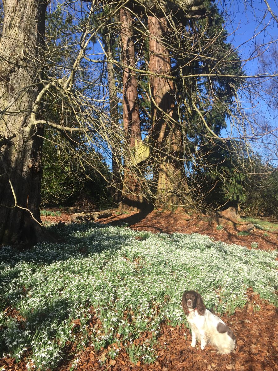 Fingask Castle with snowdrops