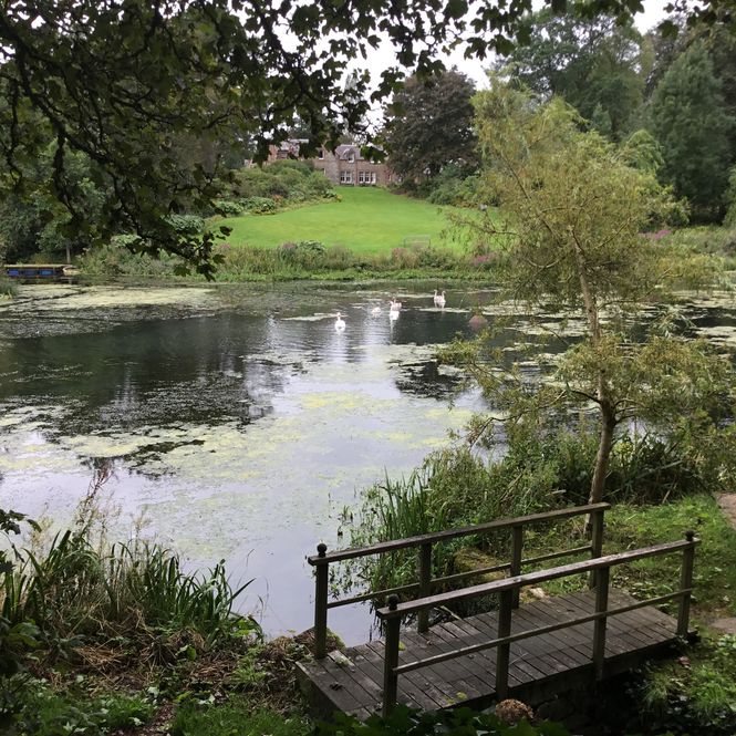 Meadowhead