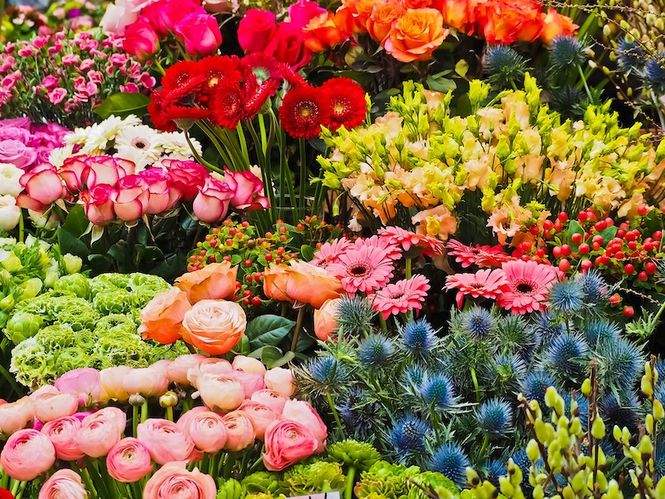 Our Upcoming Plant Sales - April and May 2019