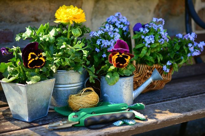 Angus Plant Sale