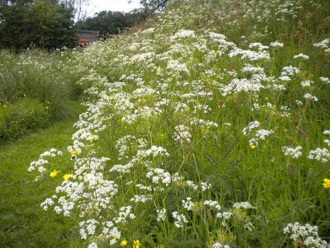 Wild plants border at Bruckhills Croft