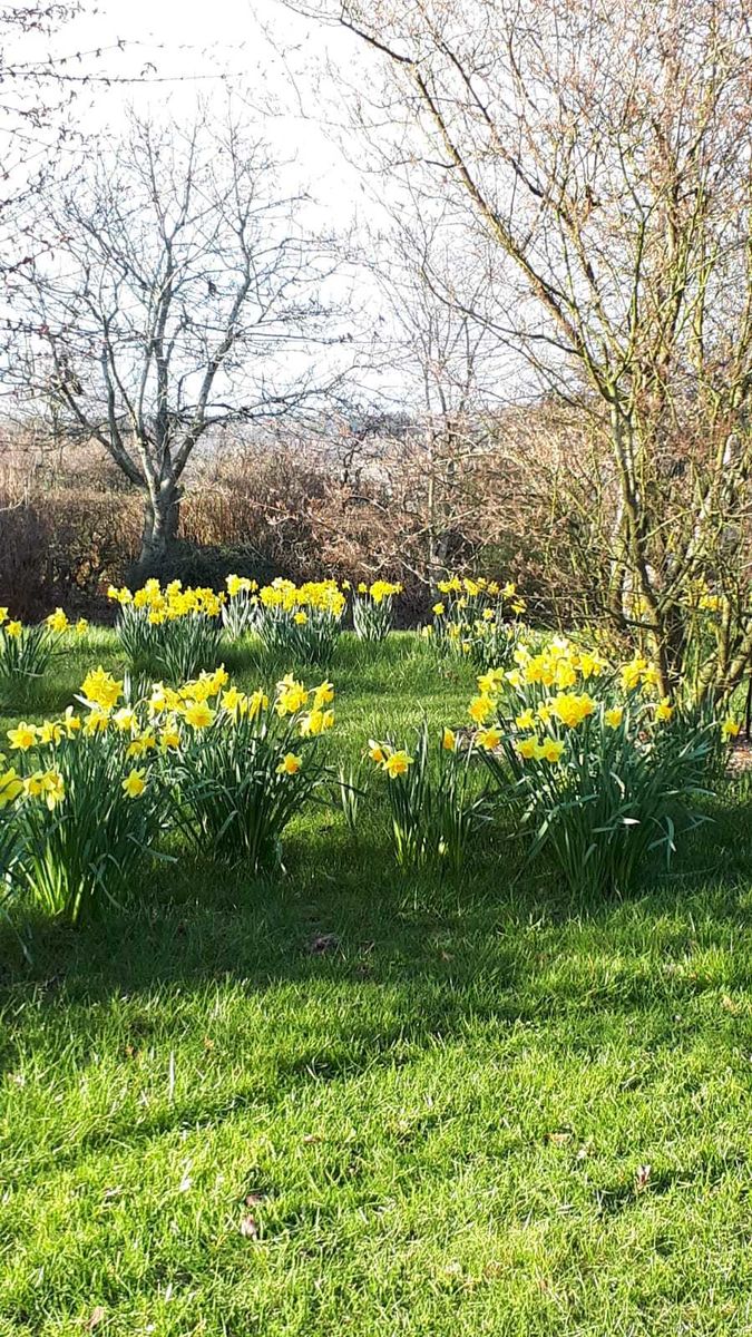 Old Farm Cottage, Daffodils in May