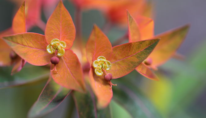 Notes from the Chairman's Garden: Euphorbia griffithii
