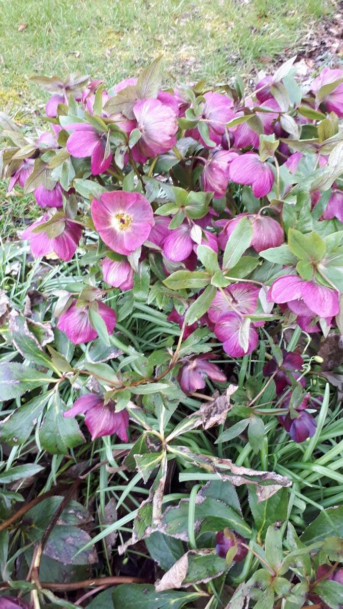 Old Farm Cottage, Hellebores