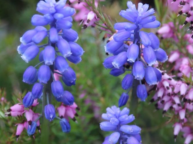 Notes from the Chairman's Garden: Muscari botyroides