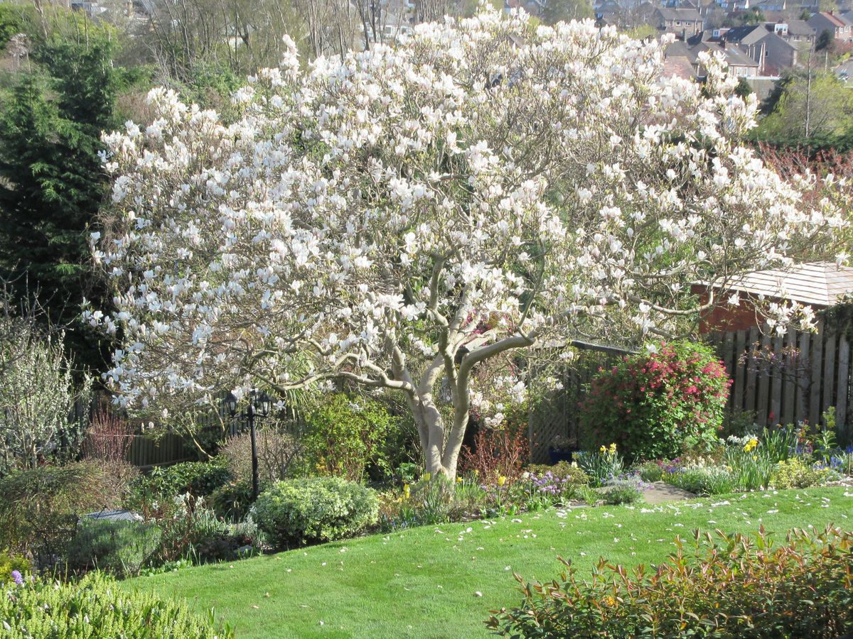 magnolia mid-april