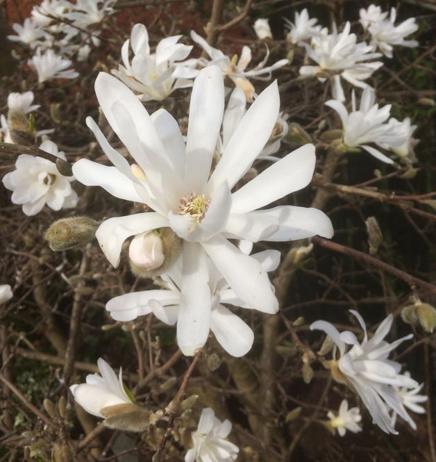 Notes from the Chairman's Garden: Magnolia stellata