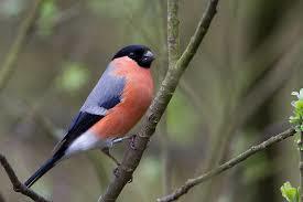 maolochy-bullfinch.jpeg