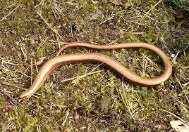 maolochy-slow-worm.jpeg