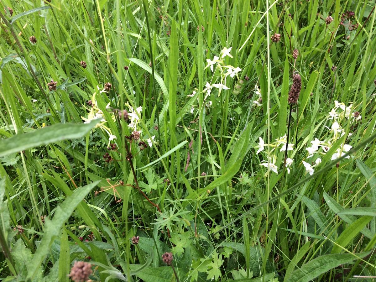 Butterfly Orchids at Dal an Eas