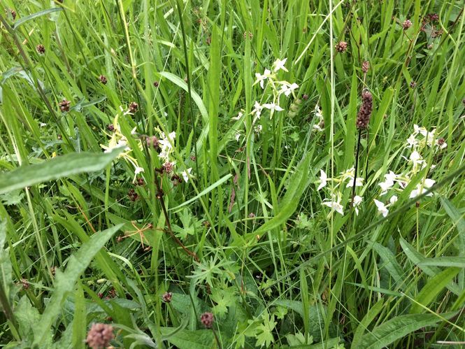 Butterfly Orchids Dal an Eas ©Mary Lindsay