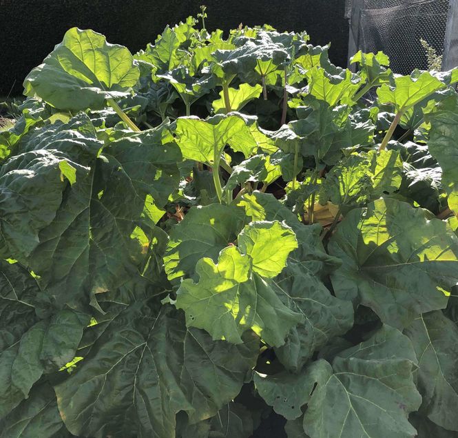 rhubarb-growing.jpg