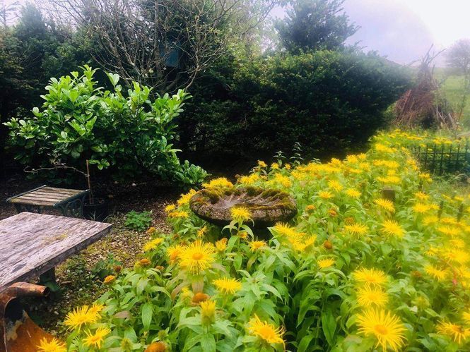 Old Manse Wild Garden