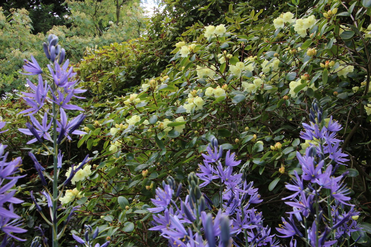 Carnassia in front of Rhododendron wardii