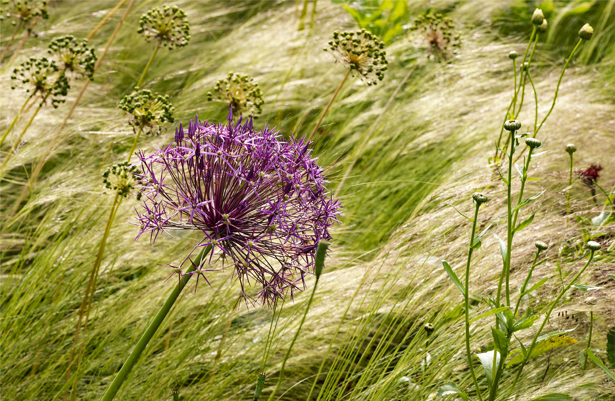 1 Burnton Road. Allium amidst grasses ©David  Blatchford