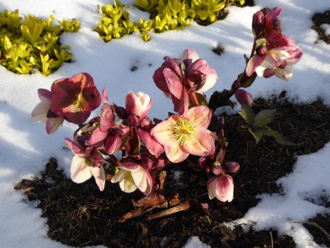 Plants for Winter Colour