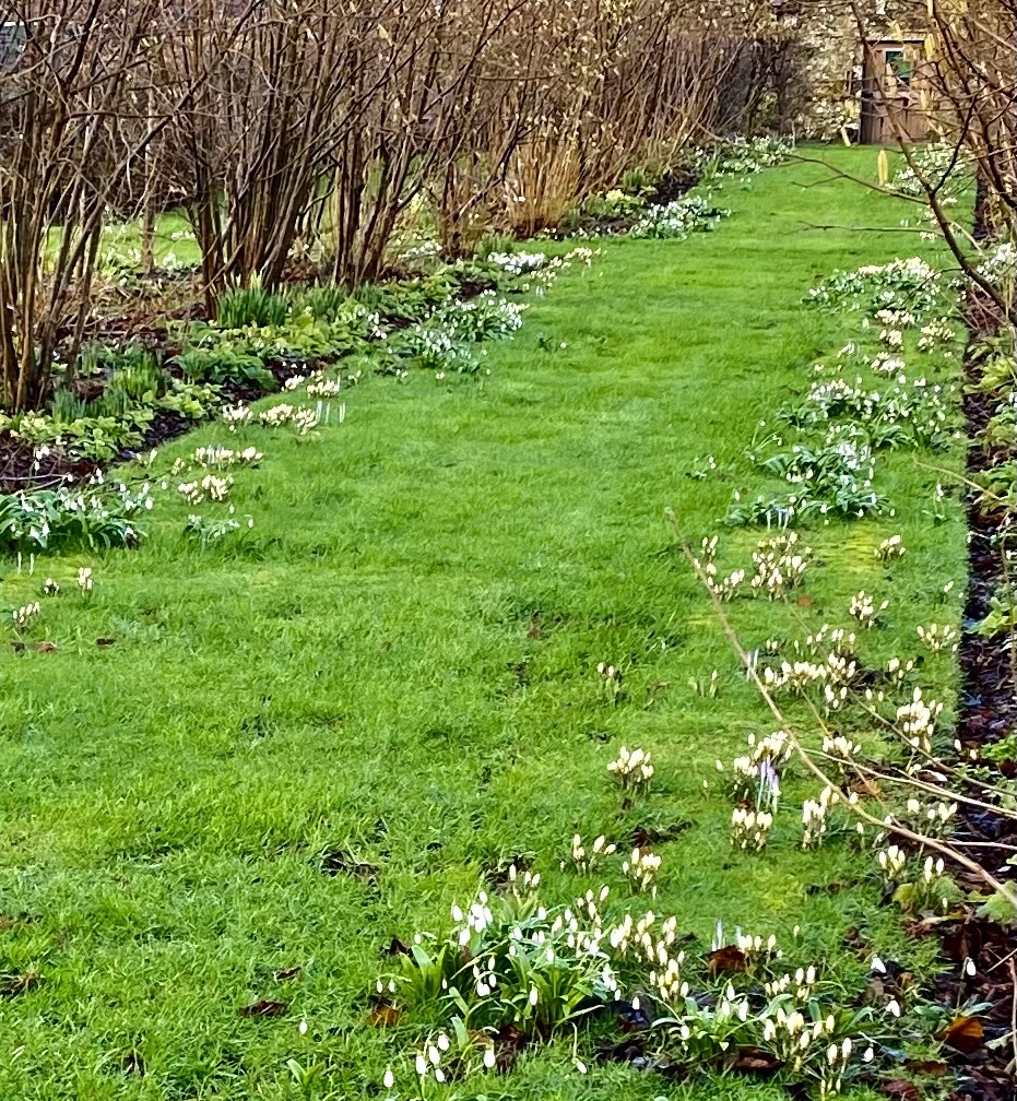 Millfield Garden