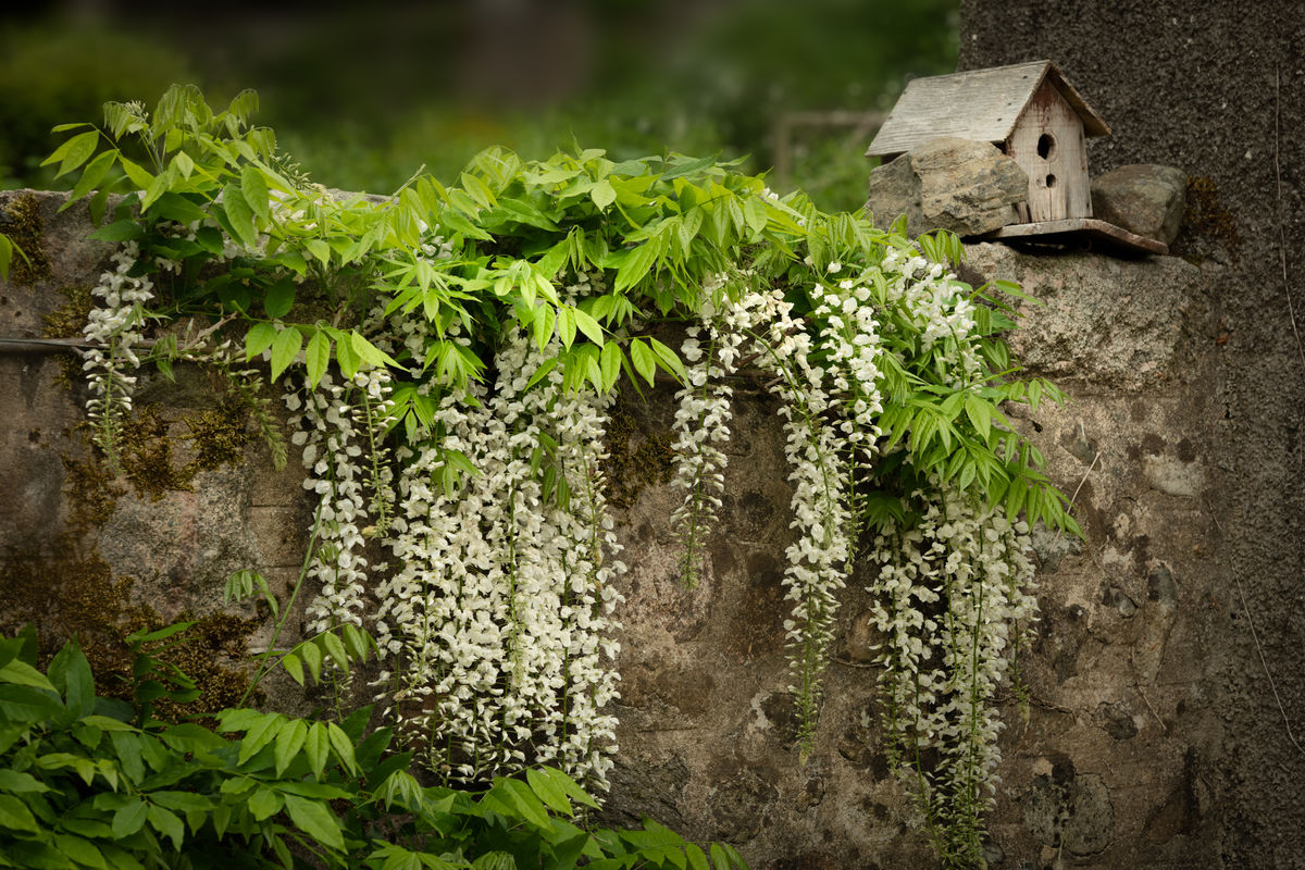 Altries - white wisteria