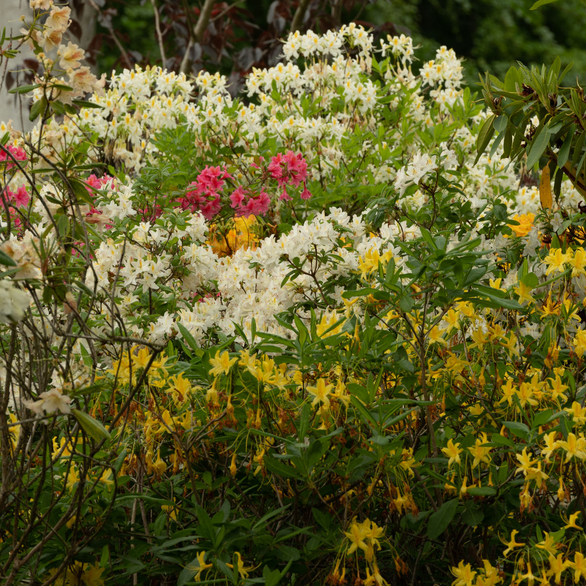 Altries - azaleas and rhododendrons