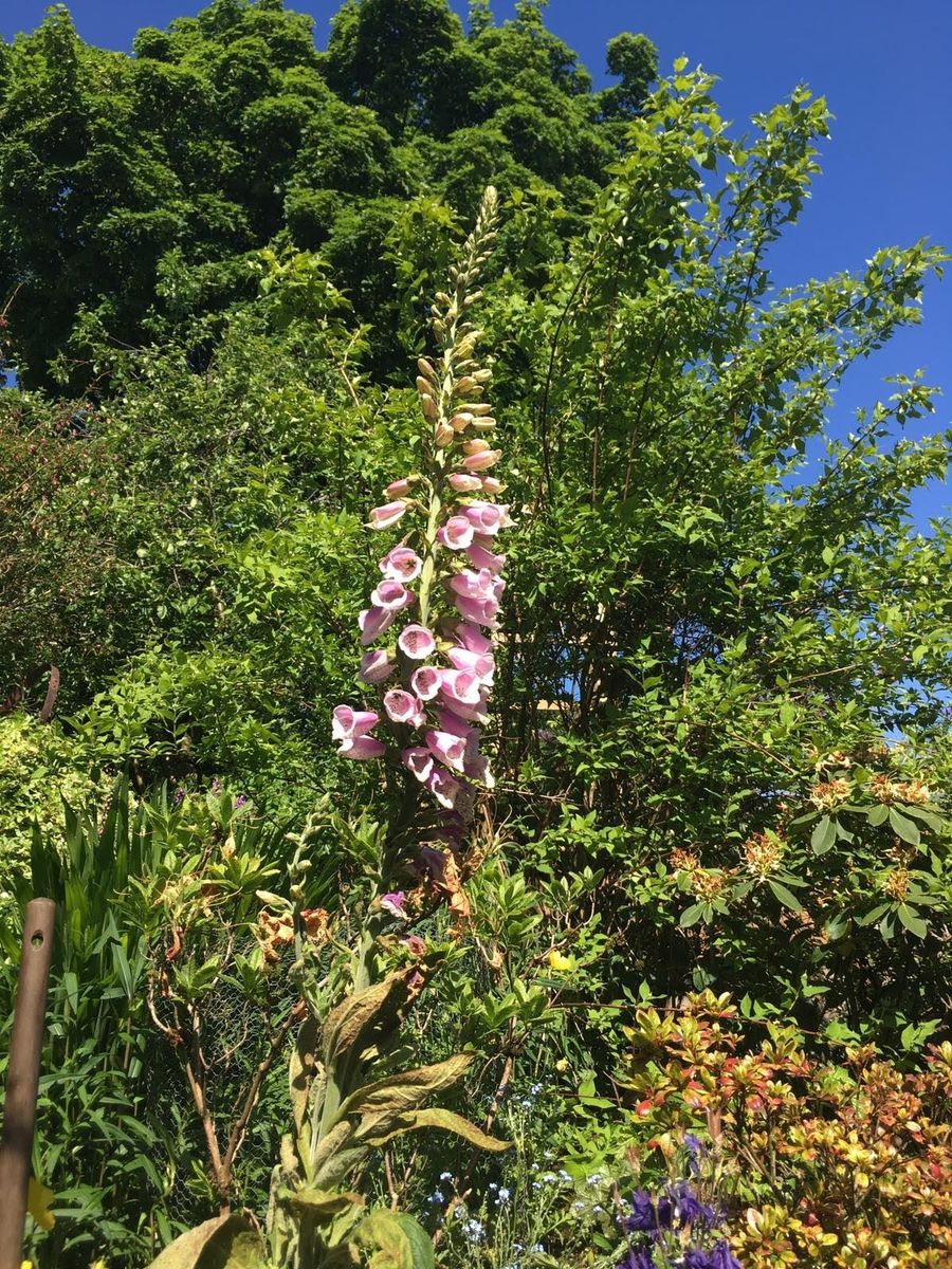 The Gardens of Milton of Campsie