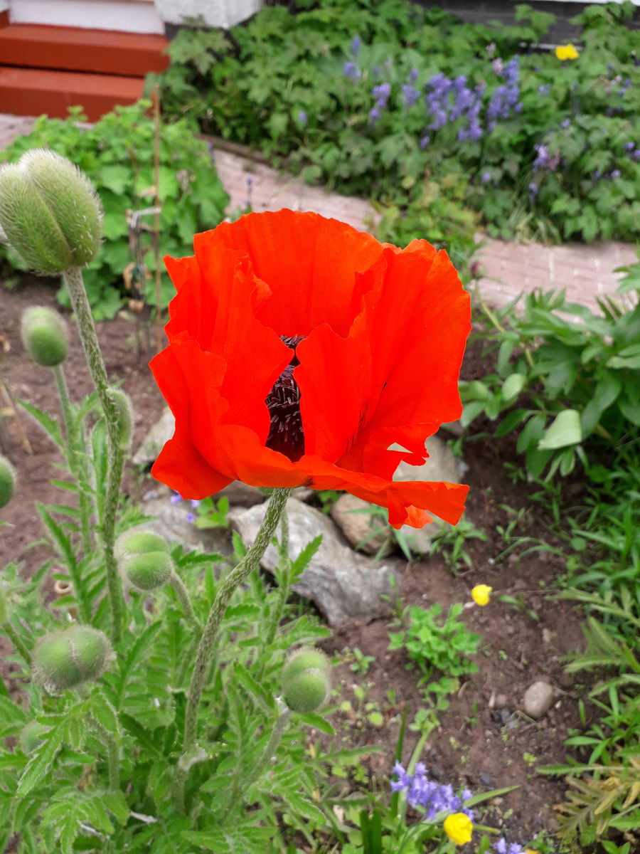 The Gardens of Milton of Campsie