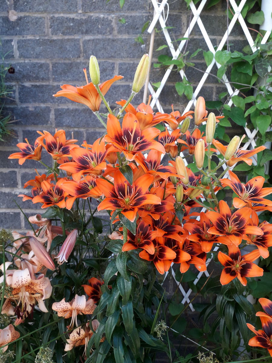 The Gardens of Milton of Campsie