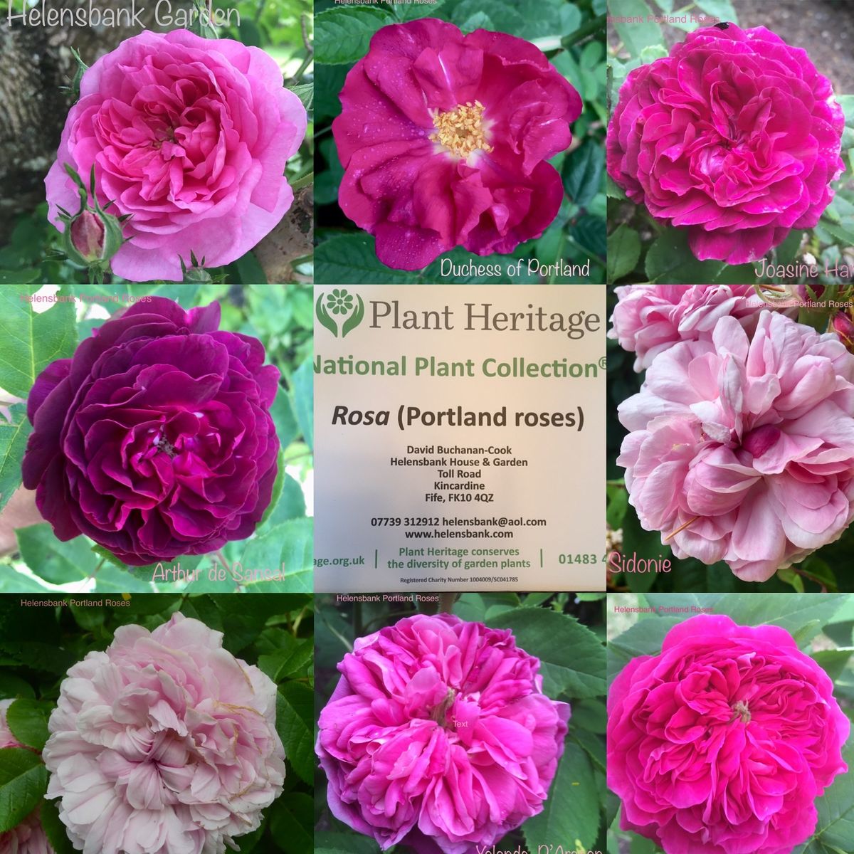 Helensbank - a collage of some of our National Collection of Portland roses