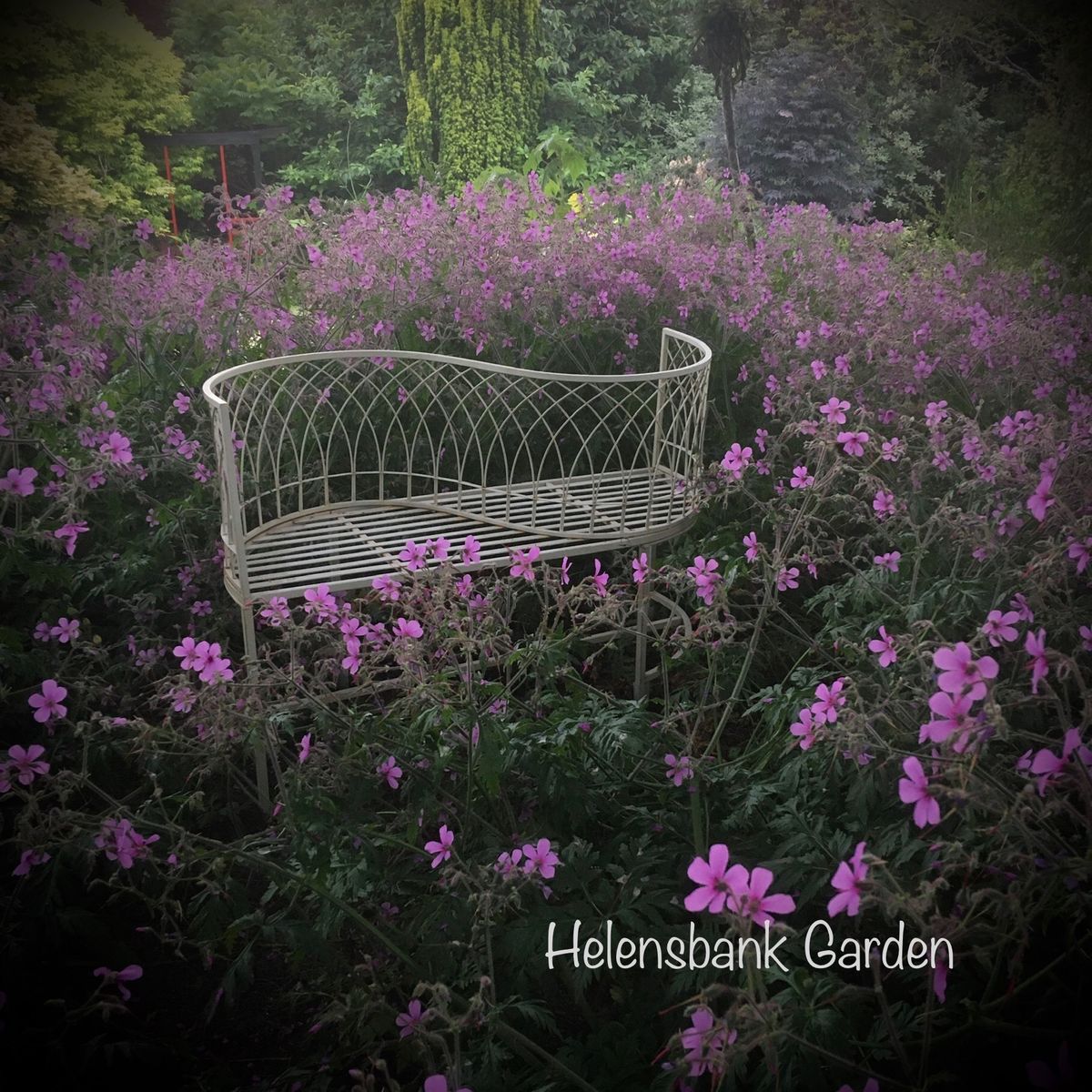 Helensbank - A romantic lovers' bench in a sea of Geranium Palmatum