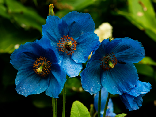 meconopsis-home-page.png