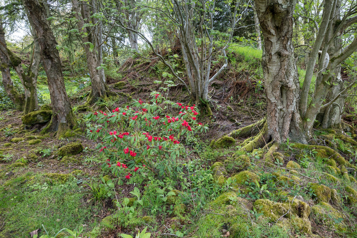 South Flisk rhododendron in woodland
