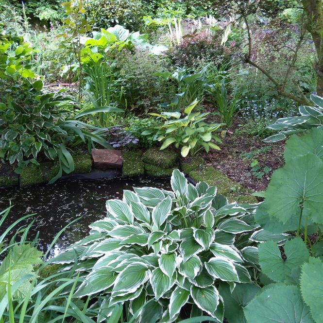 Fernlea Garden