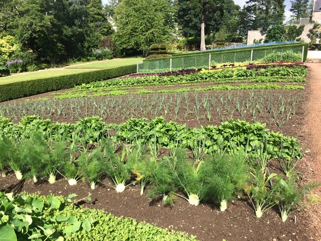 Douneside House veg plot