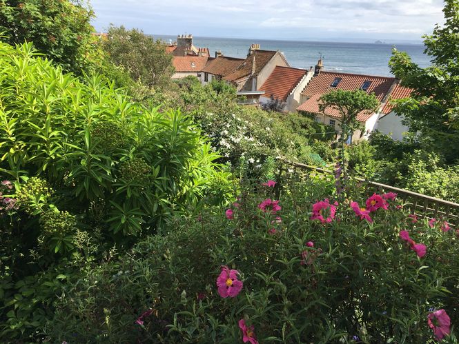 Pittenweem: Gardens in the Burgh cistus and bass rock