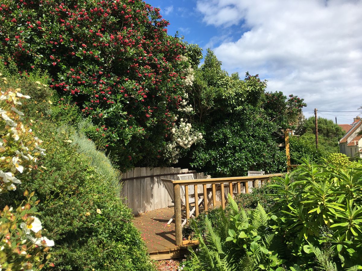 Pittenweem: Gardens in the Burgh deck with olearia