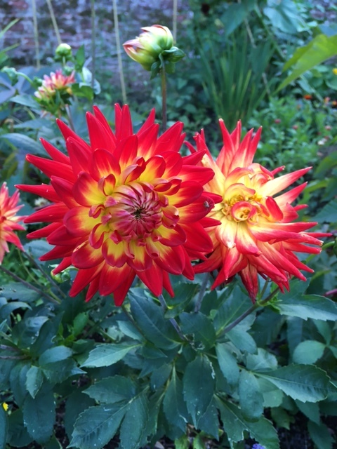 Dahlias at Balhary Walled Garden