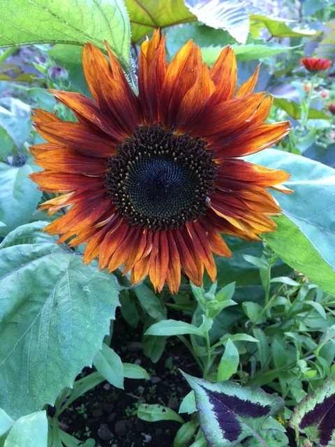 Sunflowers at Balhary Walled Gardens