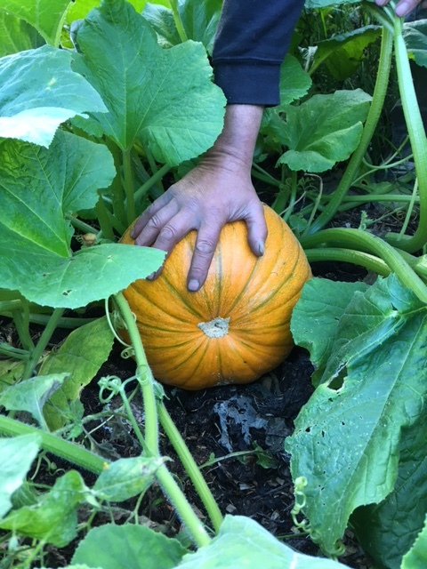 harvest at Balhary Walled Garden.jpg