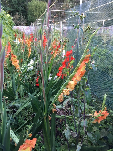 Gladioli at Balhary Walled Garden