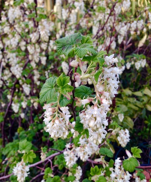 Ribes white icicle ©Gillian Polley