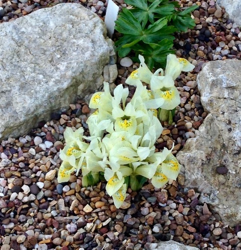 iris-reticulata-yellow.jpeg
